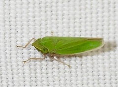 Draeculacephala inscripta