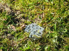 Thaumetopoea herculeana