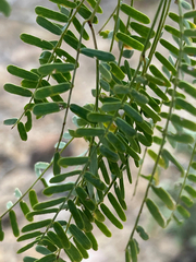 Prosopis articulata