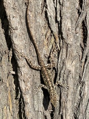 Anolis sagrei