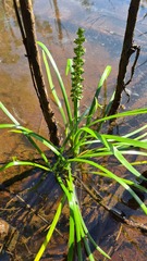 Cycnogeton microtuberosum