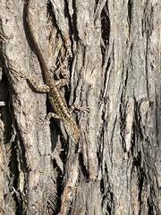 Anolis sagrei