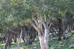 Ceratonia siliqua