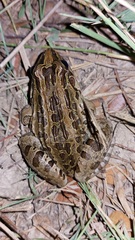 Leptodactylus macrosternum