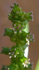 Cycnogeton microtuberosum