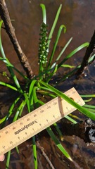 Cycnogeton microtuberosum