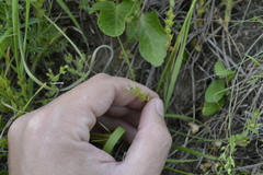 Veronica verna