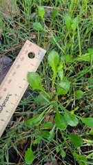 Sphaeromorphaea australis