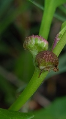 Sphaeromorphaea australis