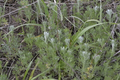 Artemisia marschalliana