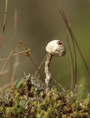 Tulostoma brumale