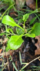 Sphaeromorphaea australis