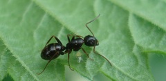 Camponotus fallax