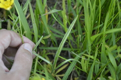 Ranunculus illyricus