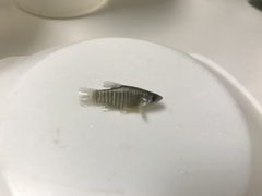 Fundulus xenicus