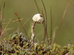 Tulostoma brumale
