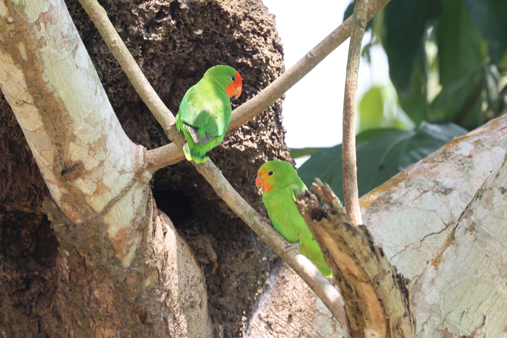 Red-headed Lovebird (Agapornis pullarius), photo 9