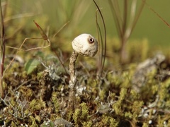 Tulostoma brumale