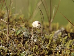 Tulostoma brumale