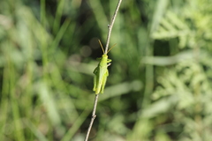Atrachelacris