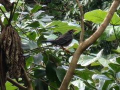 Turdus plumbeus