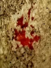 Tulasnella aurantiaca