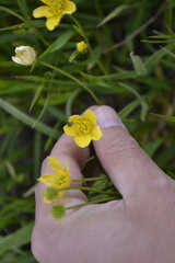 Ranunculus illyricus