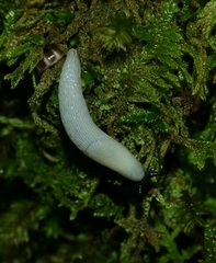 Arion intermedius
