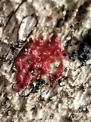 Tulasnella aurantiaca