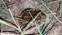 Leptodactylus macrosternum