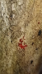 Tulasnella aurantiaca