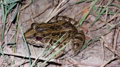 Leptodactylus macrosternum