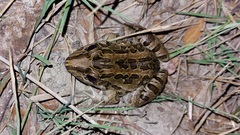 Leptodactylus macrosternum