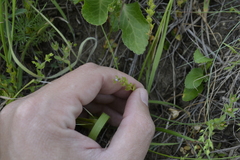 Veronica verna