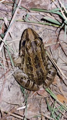 Leptodactylus macrosternum