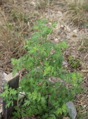 Phacelia congesta