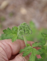 Phacelia congesta