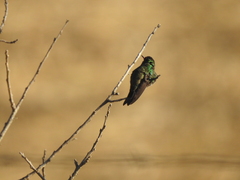 Cynanthus latirostris