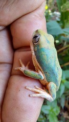 Pithecopus hypochondrialis