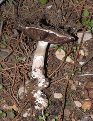 Agaricus gennadii