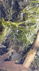 Eleocharis acicularis