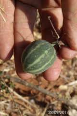 Trochomeria macrocarpa macrocarpa