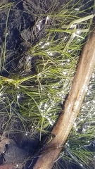 Eleocharis acicularis