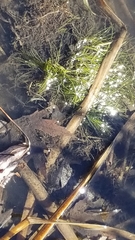 Eleocharis acicularis