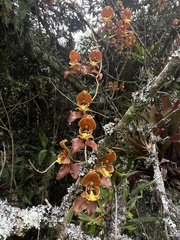 Cyrtochilum