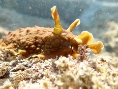 Dolabrifera brazieri