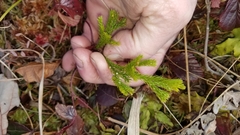 Dendrolycopodium hickeyi