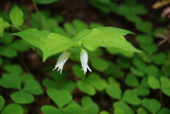 Prosartes smithii