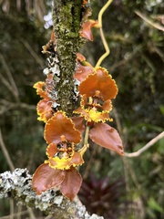 Cyrtochilum