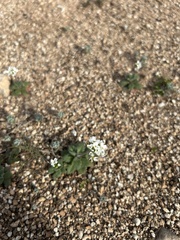 Tomostima cuneifolia